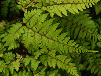 Hardy Fern Athyrium otophorum 'Okanum'